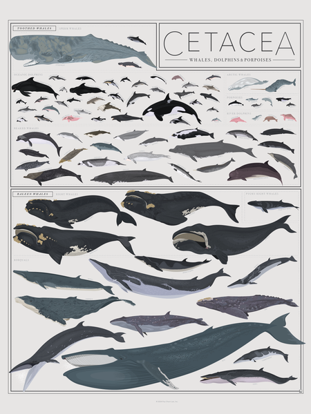 Cetacea: Whales, Dolphins, And Porpoises – Pop Chart