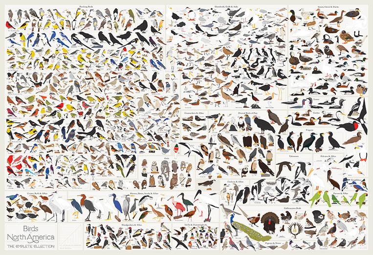 Birds of North America