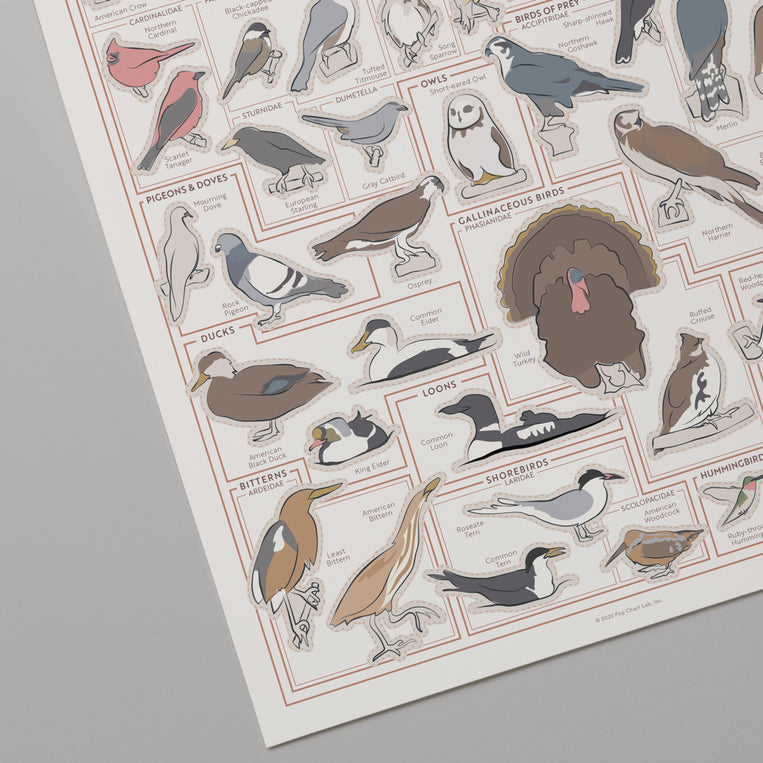 Backyard Birds of the Northeast Scratch-Off Chart