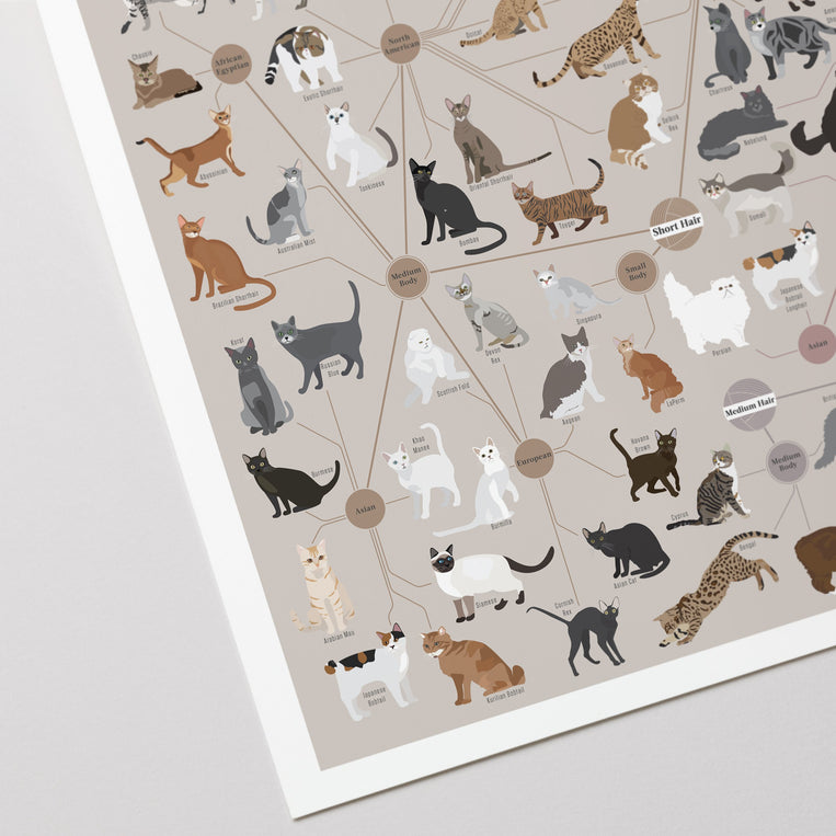Cats, Categorized