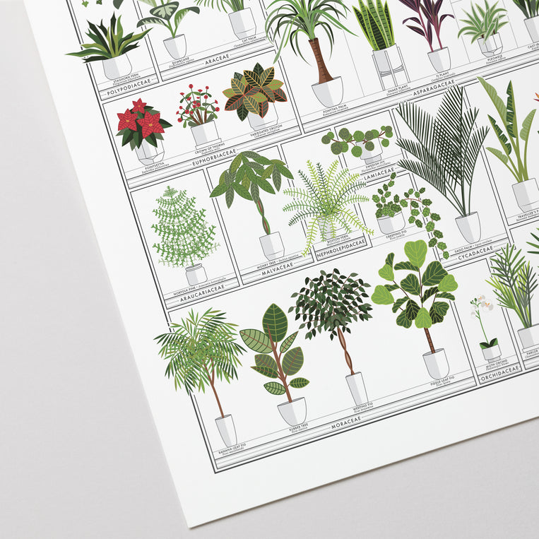 The Horticultural Chart of Houseplants