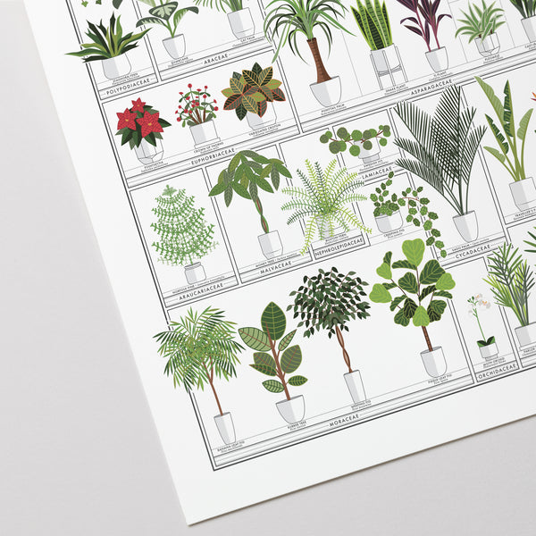 The Horticultural Chart of Houseplants – Pop Chart
