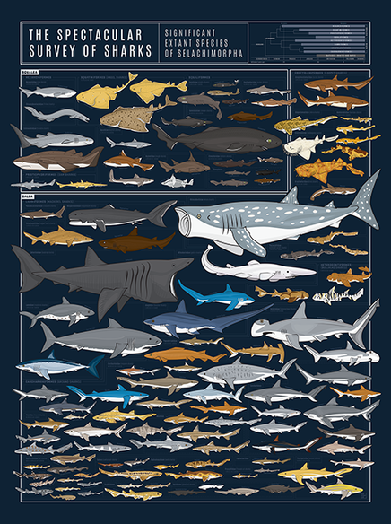 The Spectacular Survey of Sharks