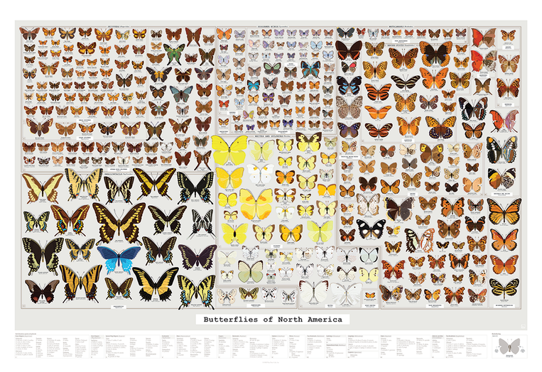 Butterflies of North America