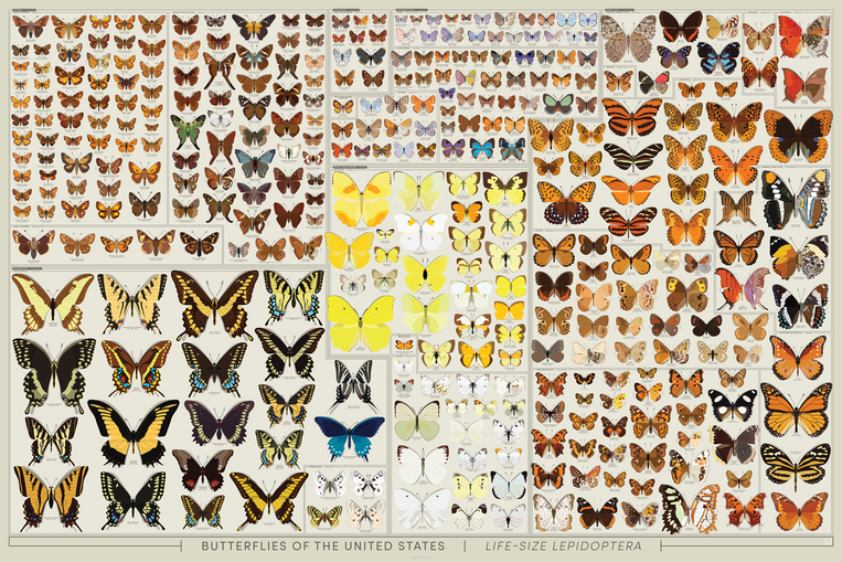 Butterflies of the United States: Life-Sized!