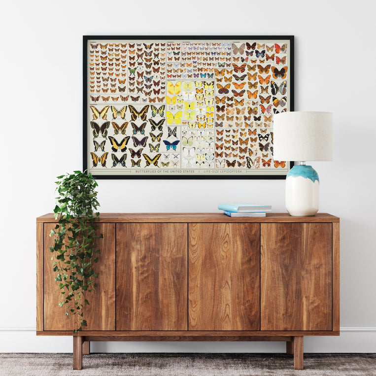 Butterflies of the United States: Life-Sized!