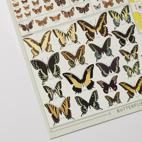 Butterflies of the United States: Life-Sized! – Pop Chart