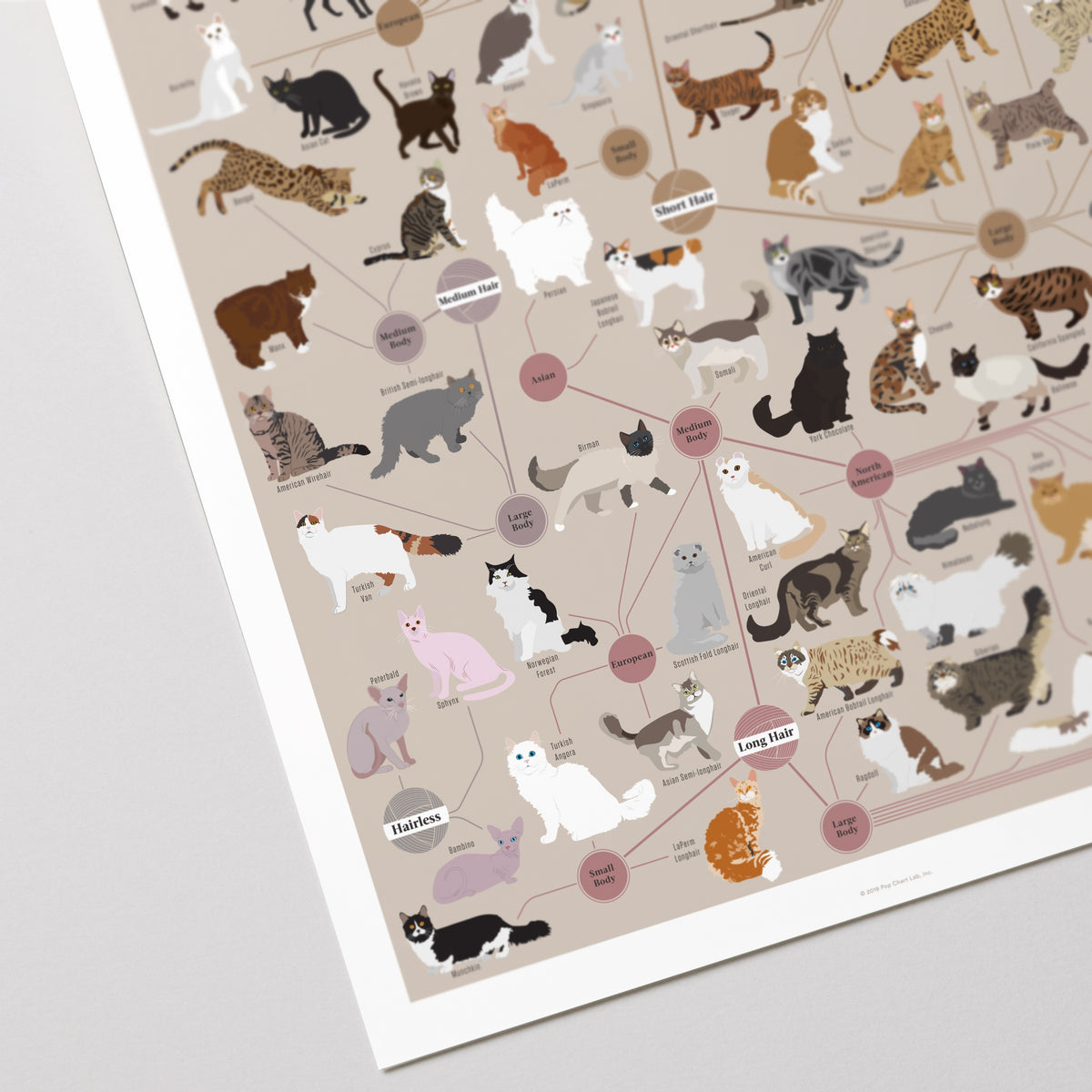 Cats, Categorized