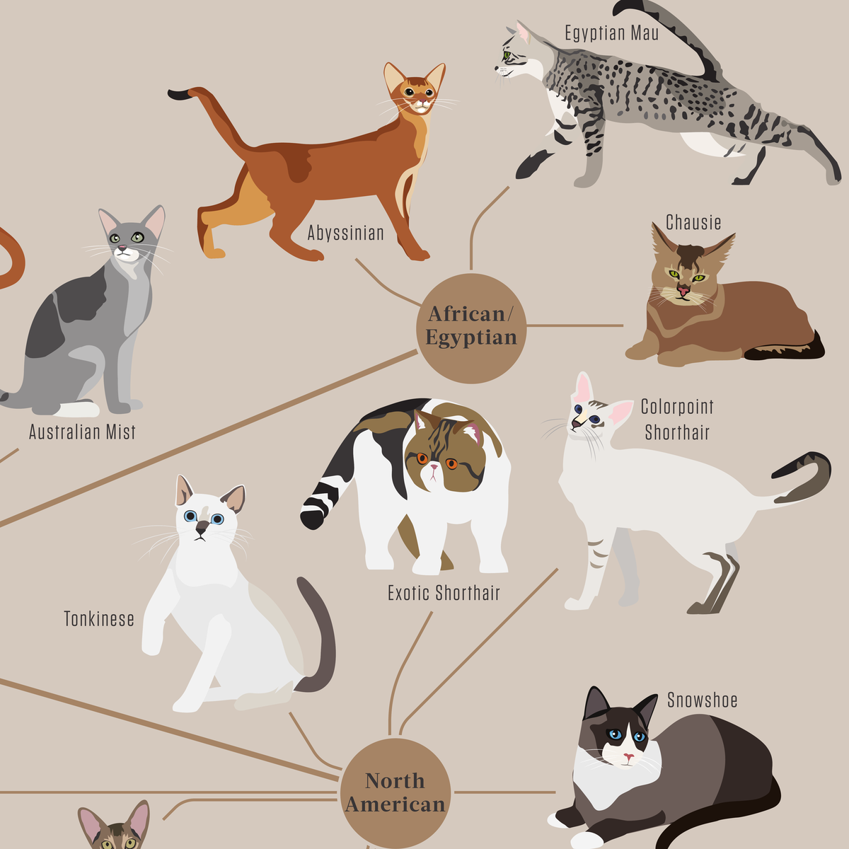 Cats, Categorized