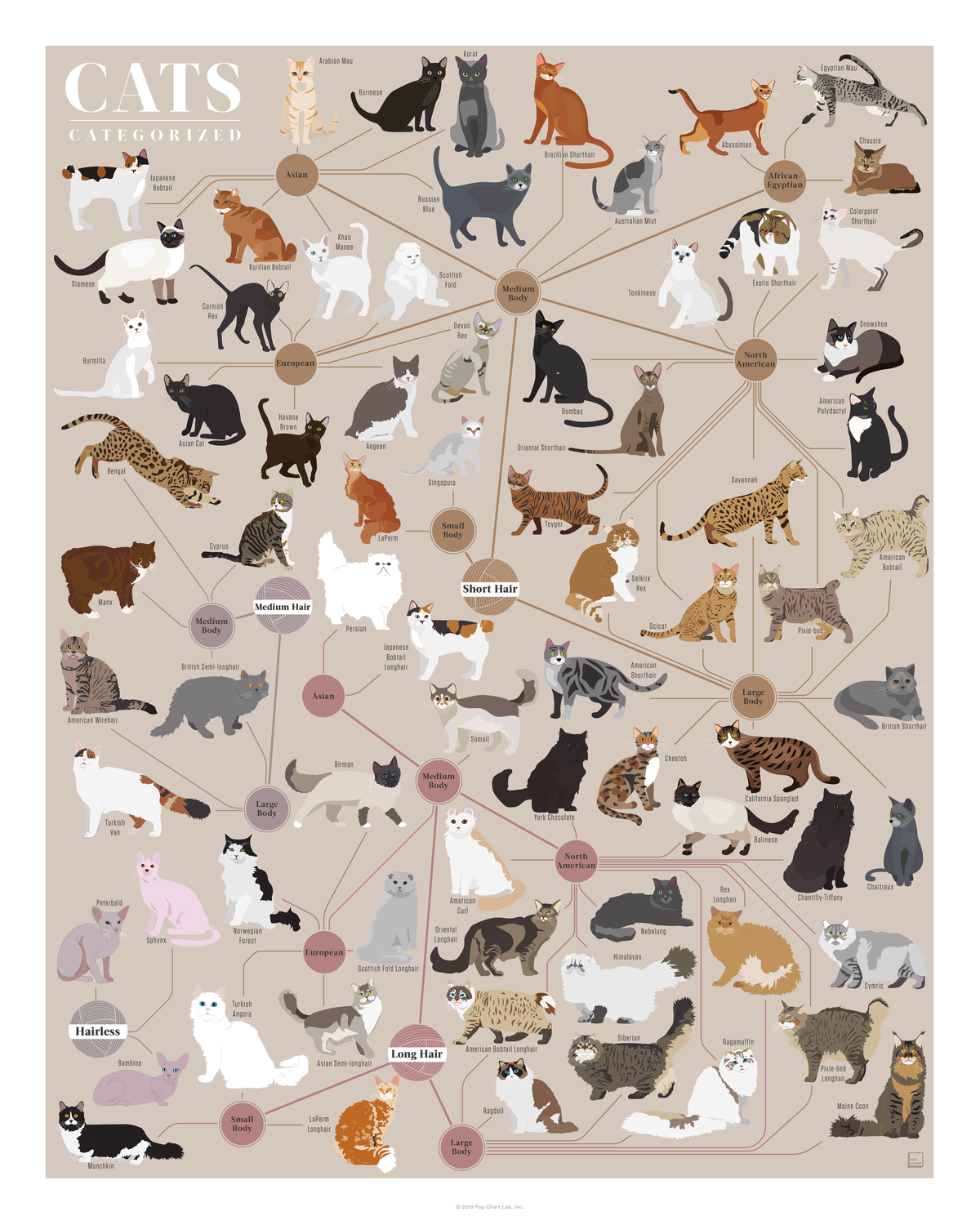 Cats, Categorized