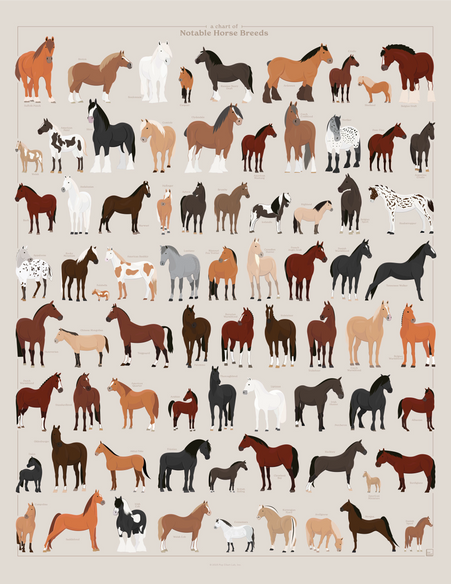 A Chart of Notable Horse Breeds
