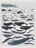 Poster illustrating whales, dolphins, and porpoises organized by type.
