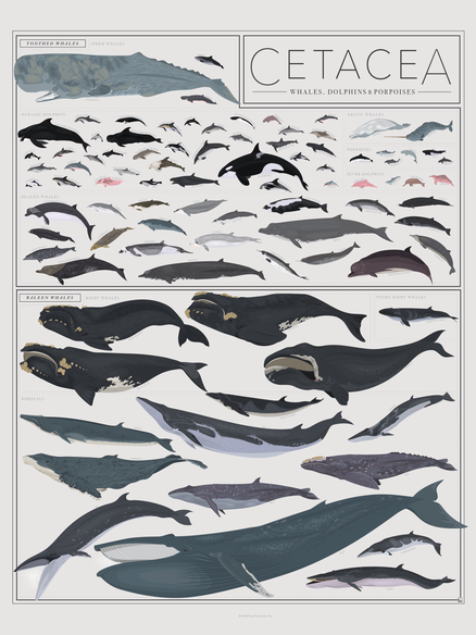 Cetacea: Whales, Dolphins, and Porpoises