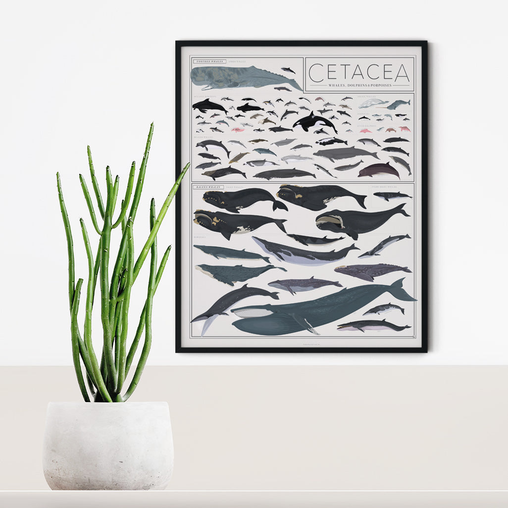 Cetacea: Whales, Dolphins, and Porpoises print, detail view