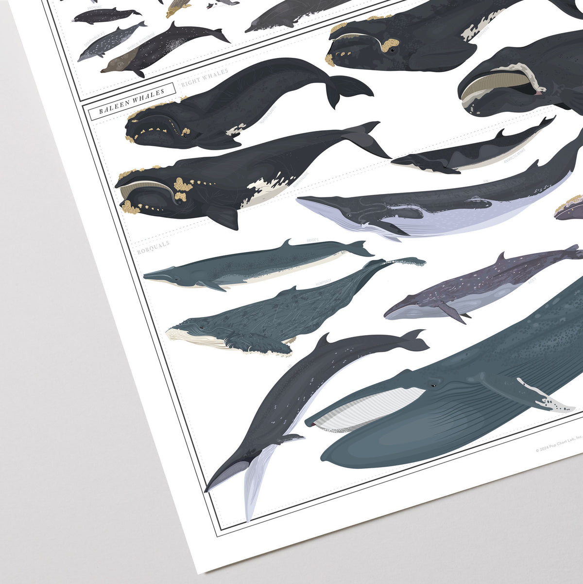Cetacea: Whales, Dolphins, and Porpoises print, close-up detail view