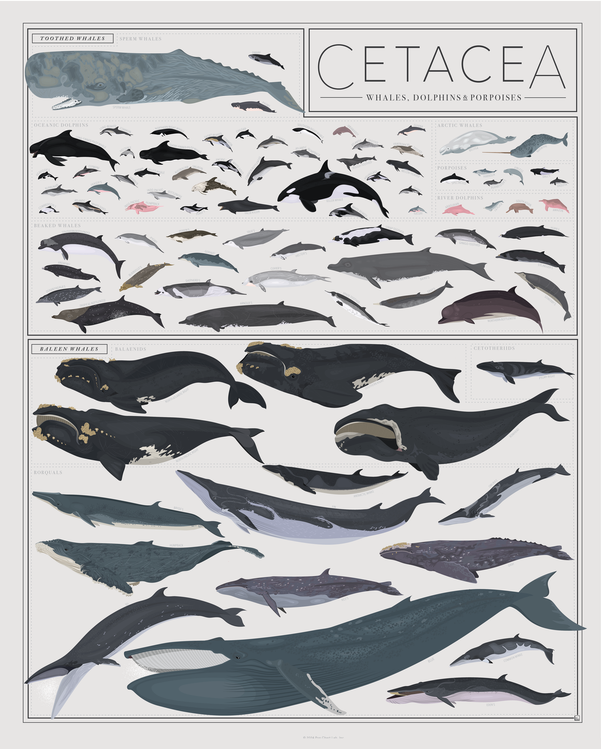 Cetacea: Whales, Dolphins, and Porpoises