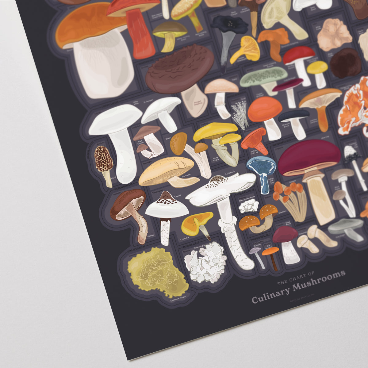 The Chart of Culinary Mushrooms