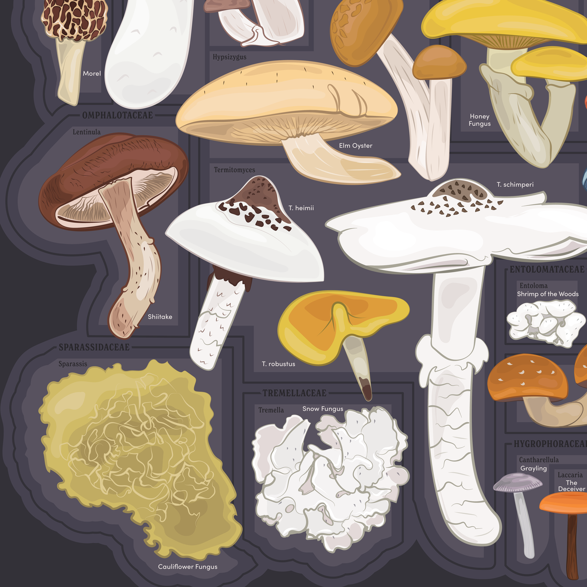 The Chart of Culinary Mushrooms