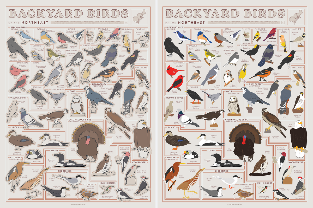 Backyard Birds of the Northeast Scratch-Off Chart