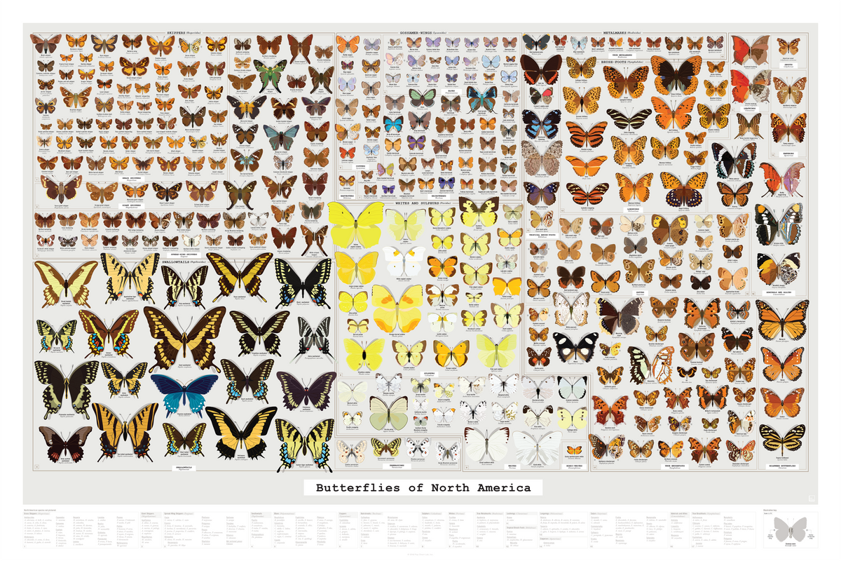 Butterflies of North America