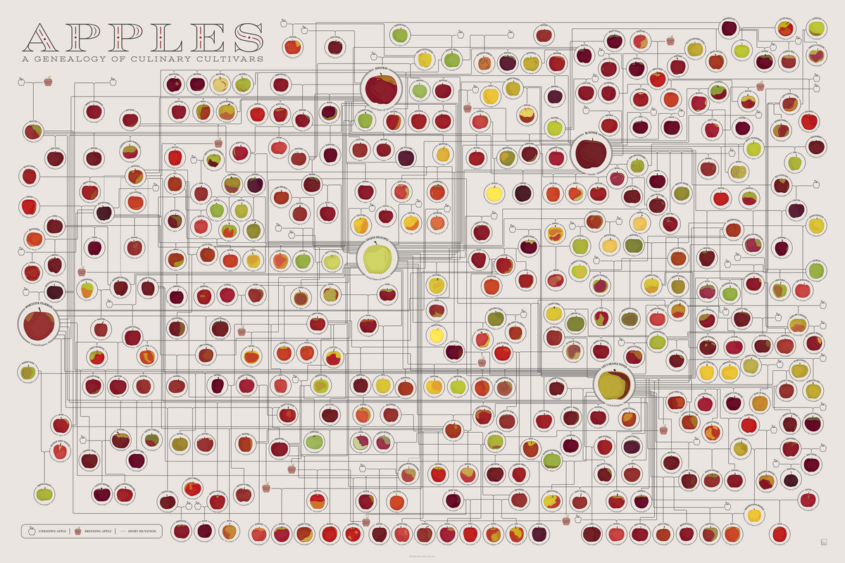 Apples: A Genealogy