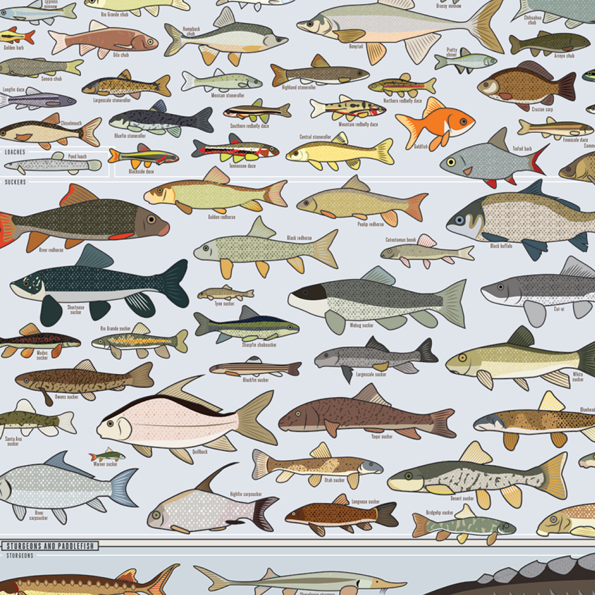 Freshwater Fish of America print, styled view