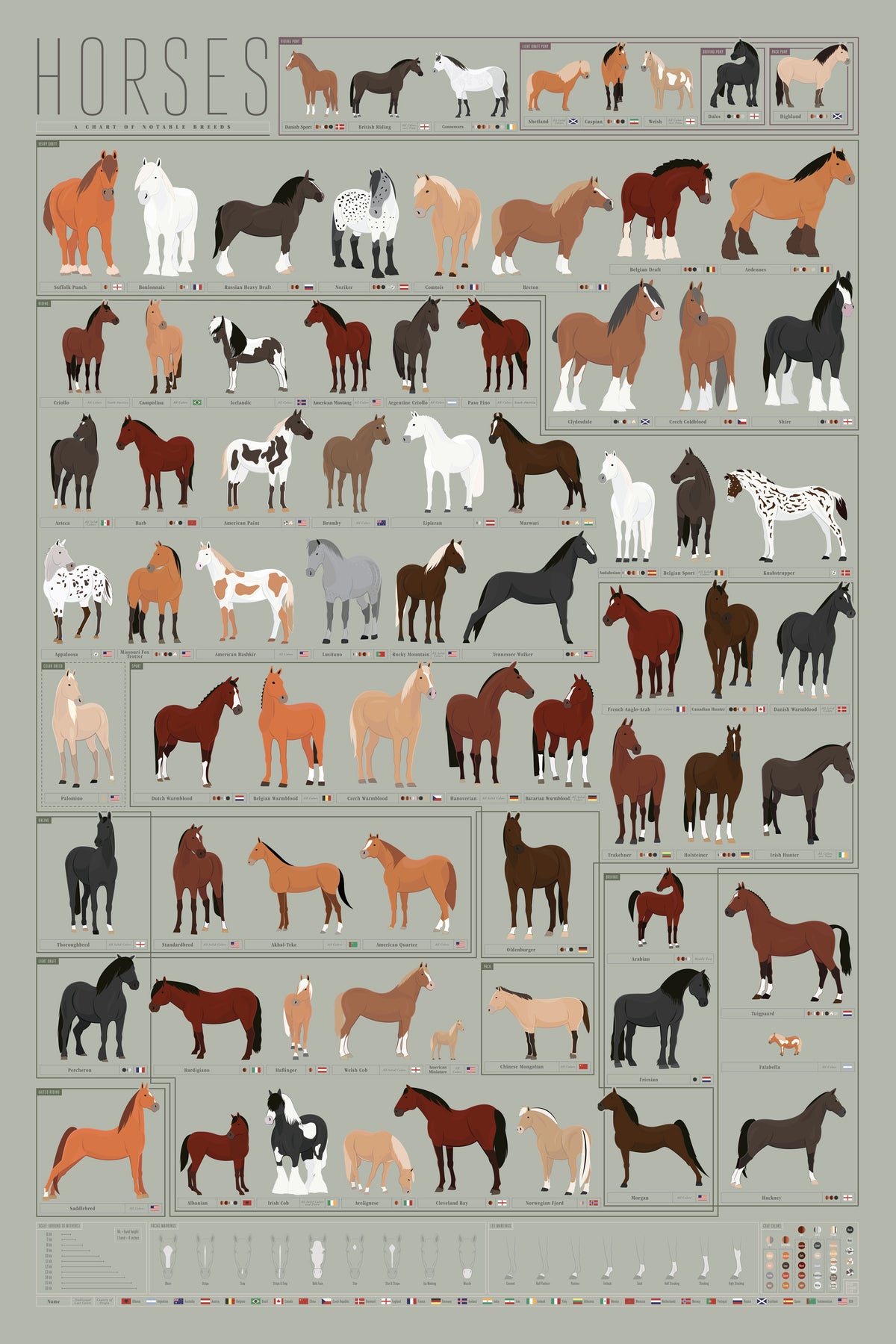 Horses: A Chart of Notable Breeds