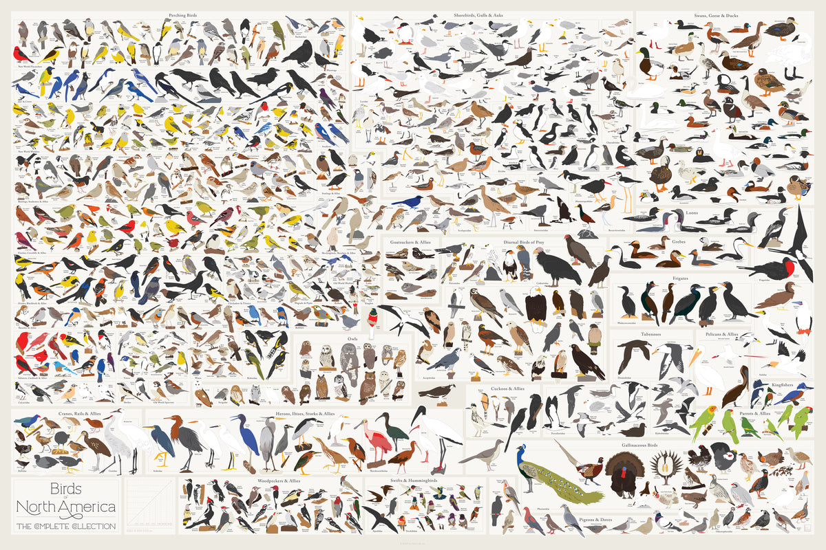 Birds of North America