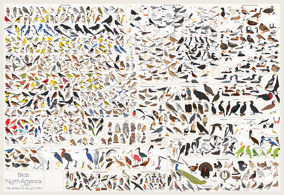 Birds of North America