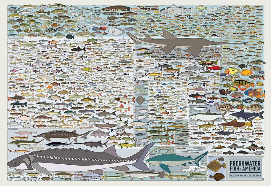 Freshwater Fish of America – Pop Chart