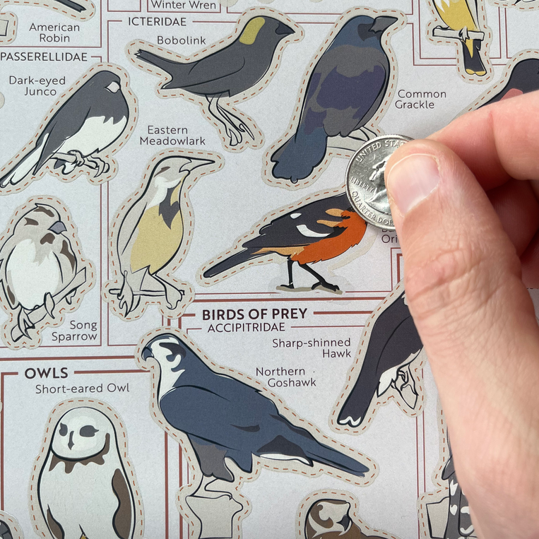 Backyard Birds of the Northeast Scratch-Off Chart