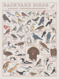 Backyard Birds of the Northeast Scratch-Off Chart