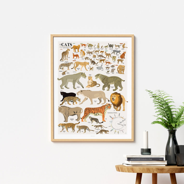 The Chart of Cats