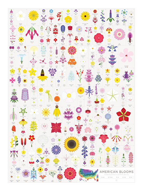American Blooms