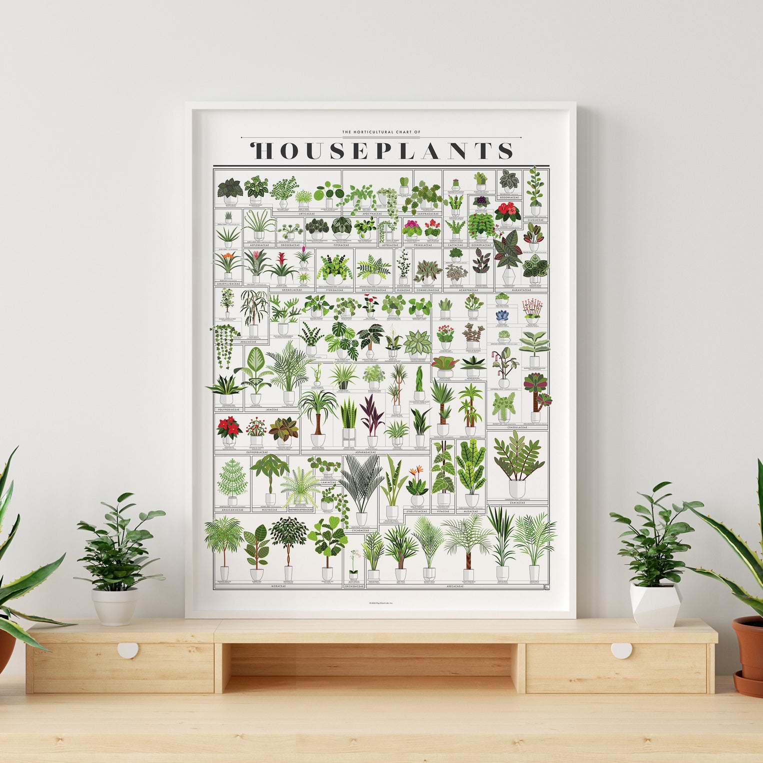 house plant care chart The Horticultural Chart of Houseplants – Pop Chart