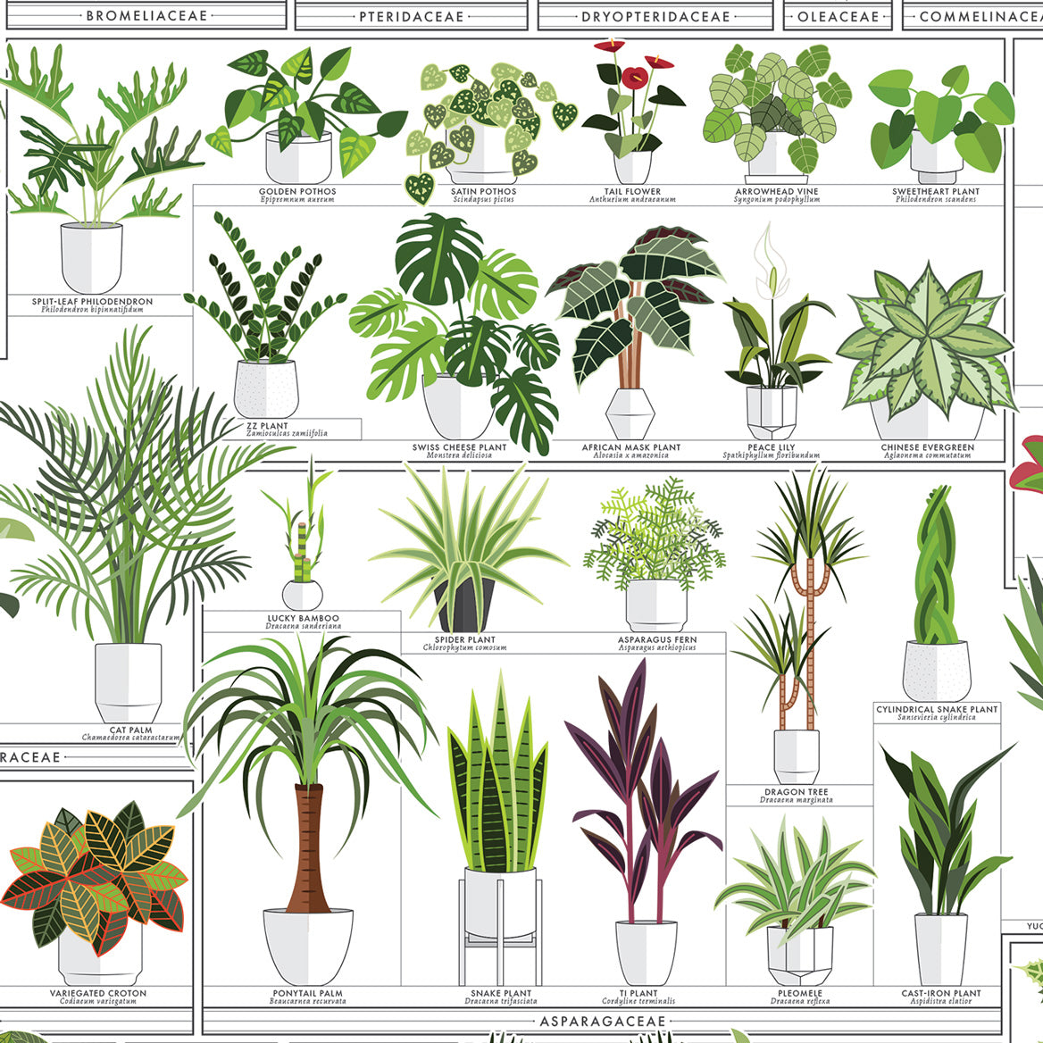 The Horticultural Chart of Houseplants print, styled view
