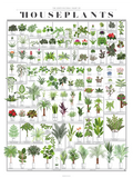 Poster illustrating common houseplant species organized by plant family.