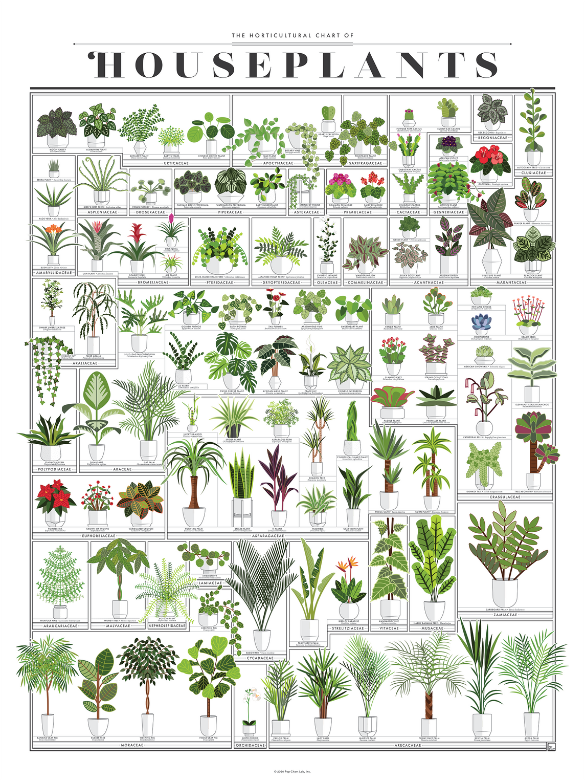 house plants catalogs The Horticultural Chart of Houseplants – Pop Chart