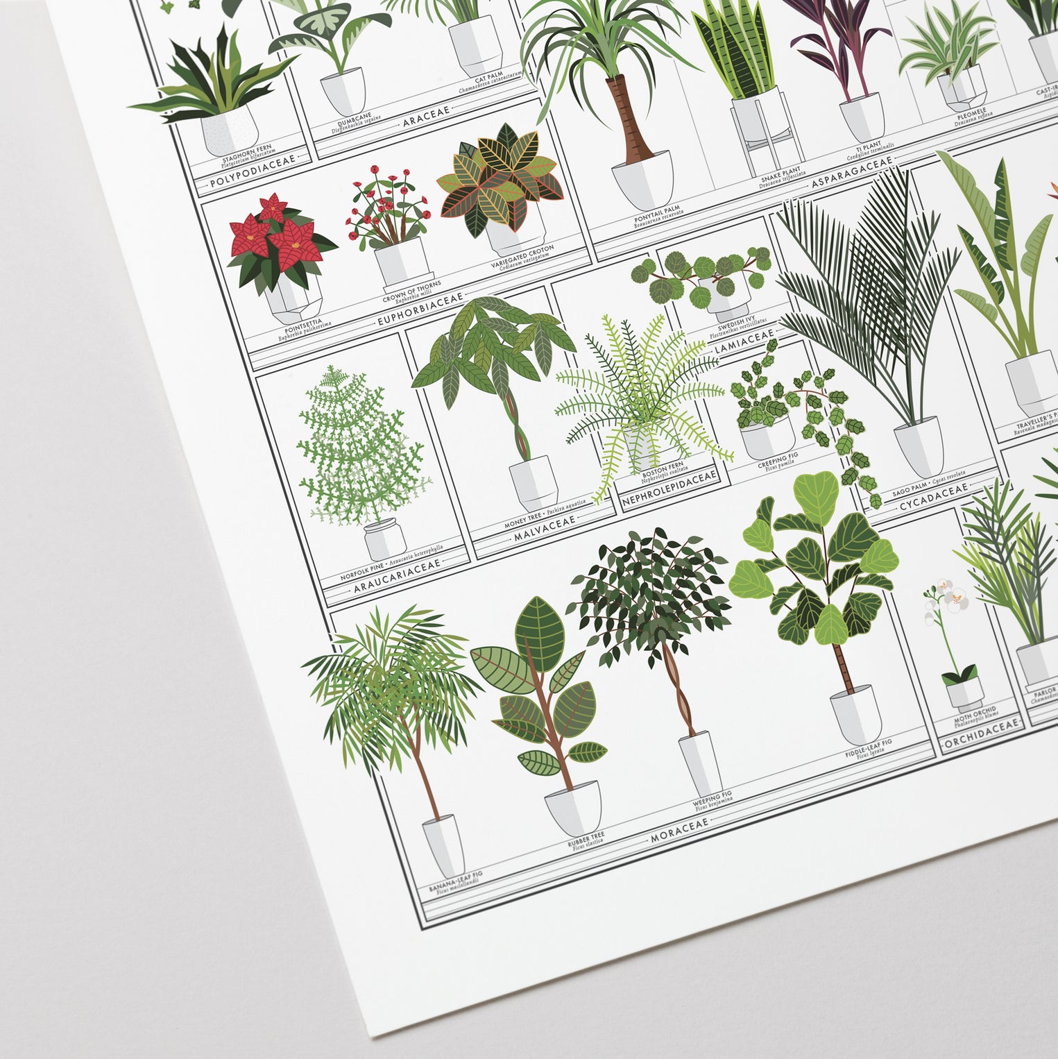 indoor plants poster The Horticultural Chart of Houseplants – Pop Chart