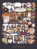 Poster illustrating dozens of edible mushroom varieties grouped by family.