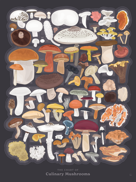 The Chart of Culinary Mushrooms