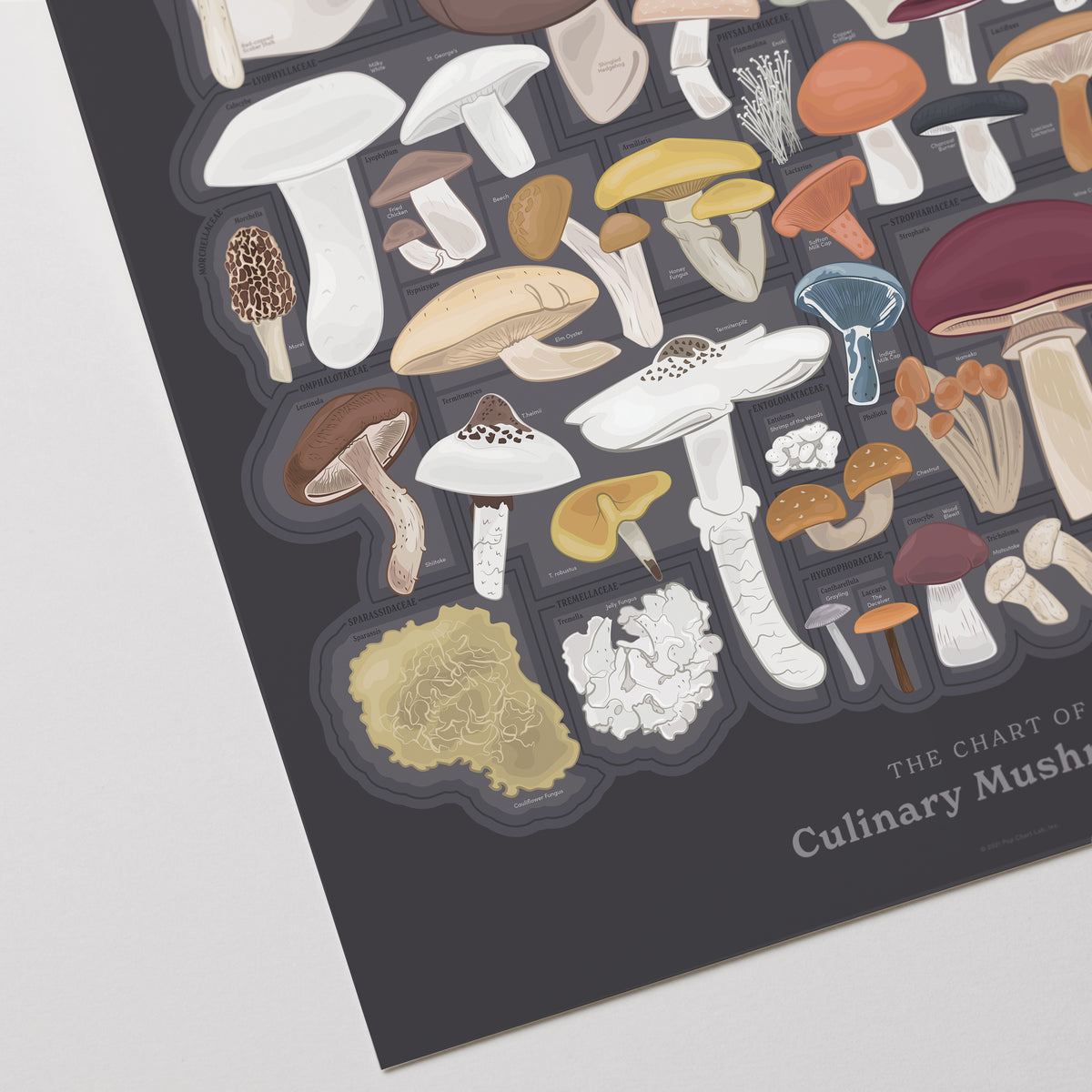 The Chart of Culinary Mushrooms print, close-up detail view