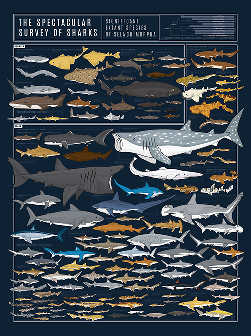 types of sharks chart