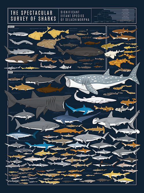 Types Of Sharks Chart
