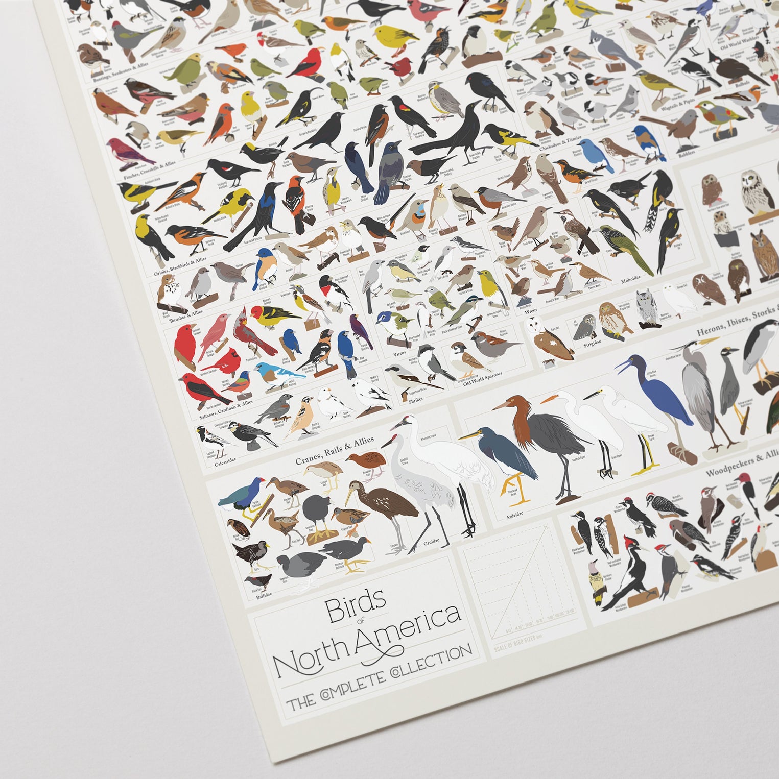North American Birds Chart