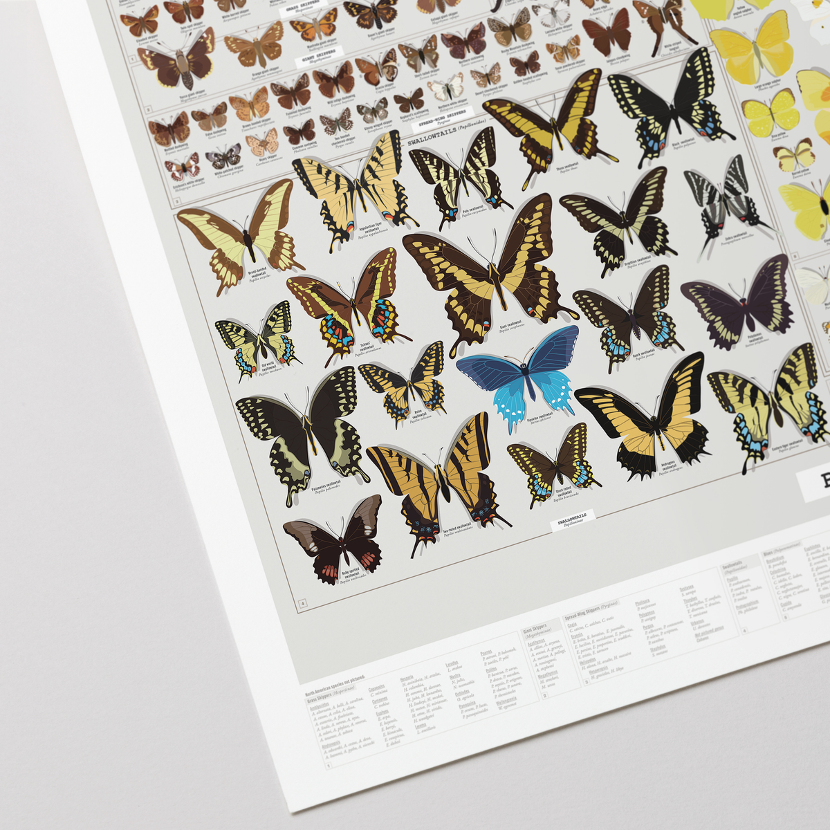 Butterflies of North America print, close-up detail view