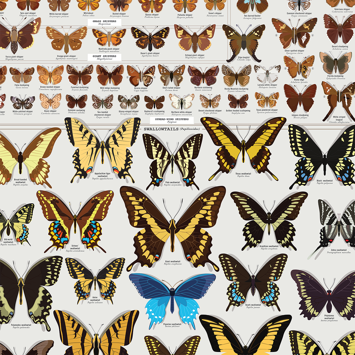 Butterflies of North America print, styled view