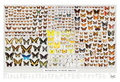 Poster illustrating hundreds of North American butterfly species by family.