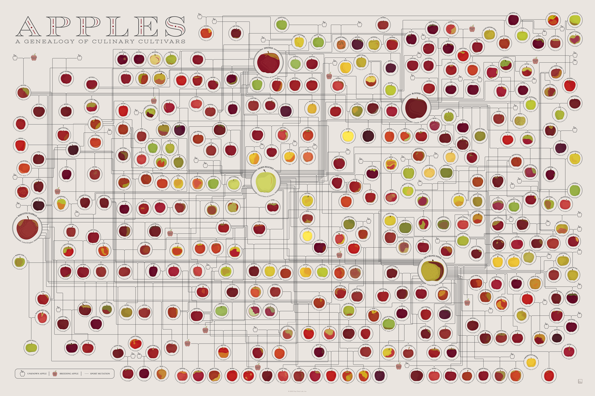 Apples: A Genealogy
