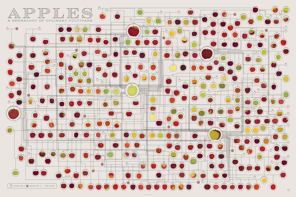 Apples: A Genealogy